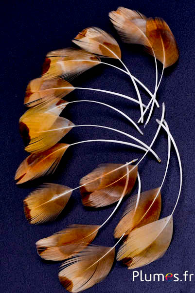 Blütenblätter aus Federn - gebleicht - 6-9 cm - creme-goldfarben